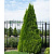 Thuja occidentalis `Smaragd`(17)