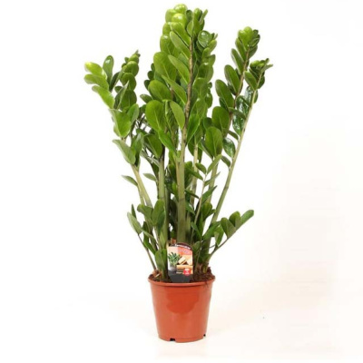 Замиокулькас микс 21/100