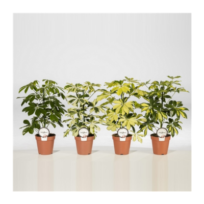 Растение горшечное Вечнозеленые микс 11/25