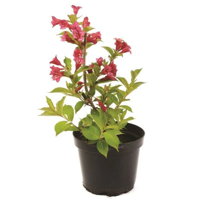 Вейгела гиб. Bristol Ruby с5 30-50