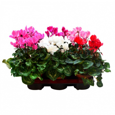 Цикламен Микс 10,5/20