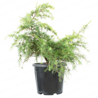 Кедр гималайский  'feeling Blue' 26/54cm 30/35 С8