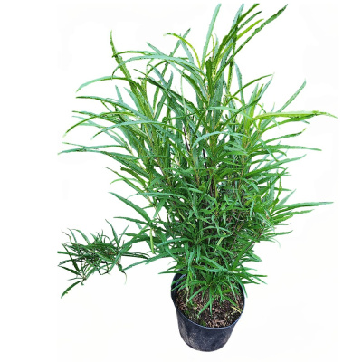 Крушина лом. Fine Line с5 40-60