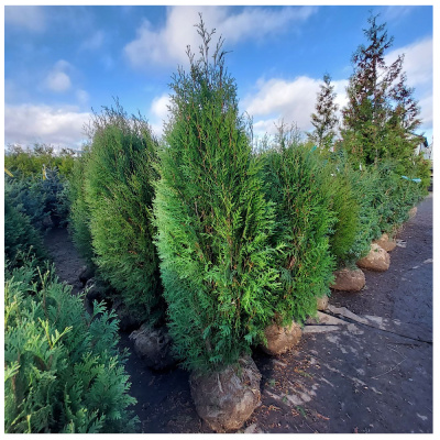 Туя зап. Wagnerii 140-160 SB