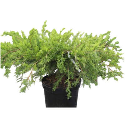Можжевельник средний Mint Juiep C5