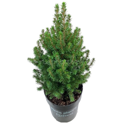 Ель канадская