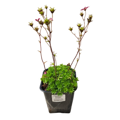 Камнеломка Р9