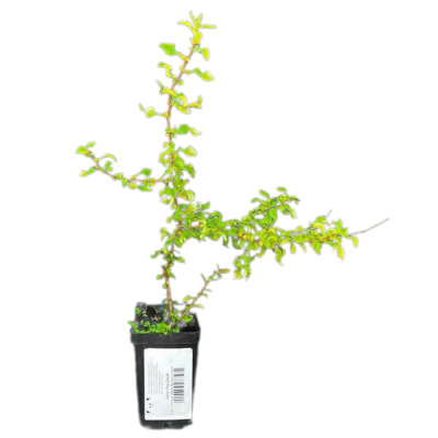 Айва (Хеномелес) Ред Джой японская (С2)