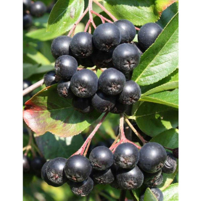 Арония черноплодная (С5/С10 штамб 80+)