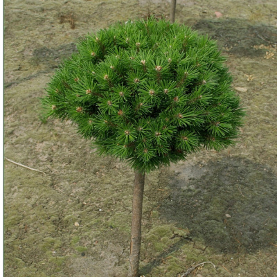 Сосна гор. Benjamin Ра80