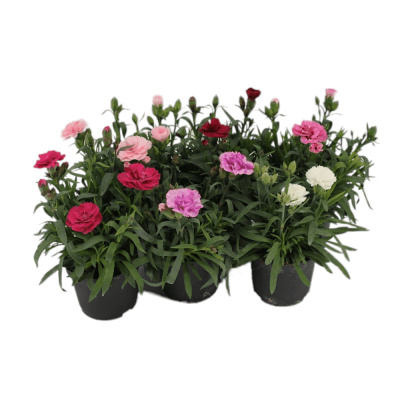 Гвоздика Микс 12/20 горшечные растения