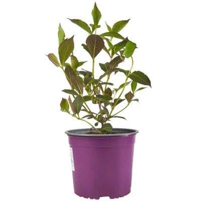 Вейгела цвет. Nana Purpurea с7,5