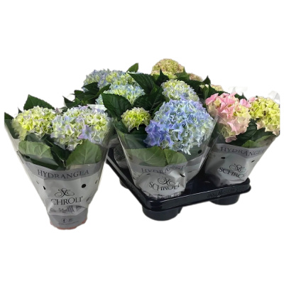 Гортензия микс горшечное растение (П)