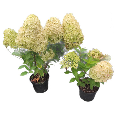 Гортензия метельчатая Геркулес (С7,5)