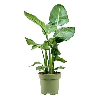 Стрелиция Николая 13/75