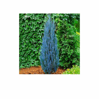 Можжевельник скал. Blue Arrow с3 30-40