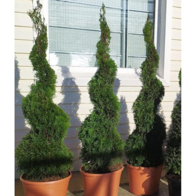 Туя зап. Ellwangeriana 200-240 СПИРАЛЬ