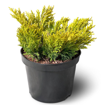 Кедр гималайский  'Limeglow' 26/54cm 30/35 C8