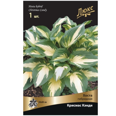 Хоста гибридная Крисмас Кэнди*/К
