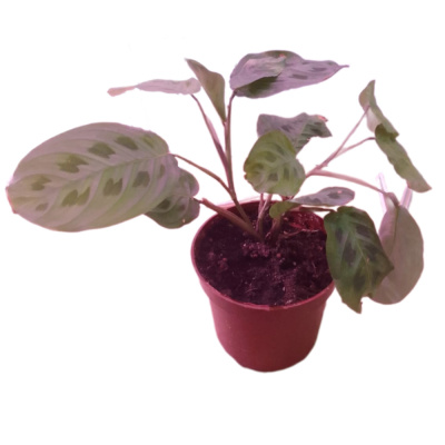 Маранта Триколор/Керховена 12/25