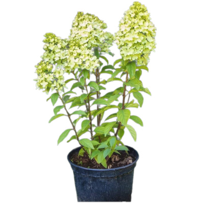 Гортензия метельчатая Панорама (С7,5)