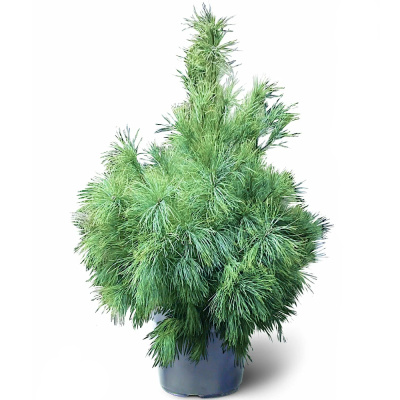 Сосна веймутова с20 100-120