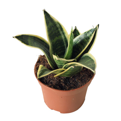 Сансевиерия Голден Хании, пал. (D-12)