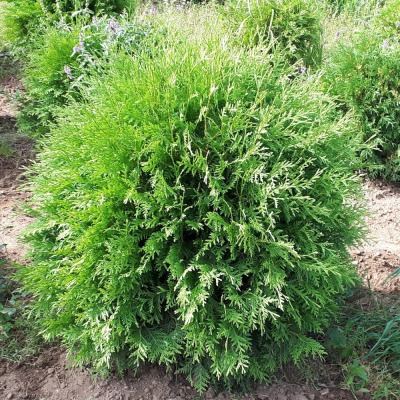 Туя зап. Woodwardii с15/25 60-70