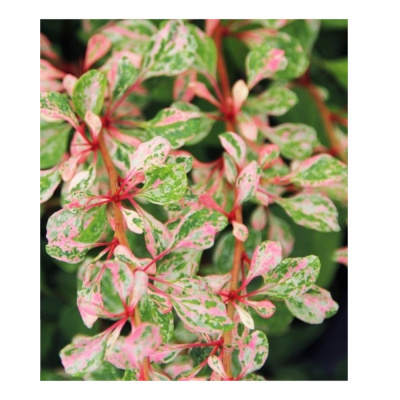 Барбарис Тун. Natasza с2 20-40