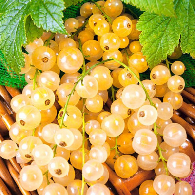 Смородина белая Виноградная П