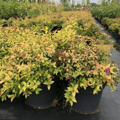 Спирея японская Литтл Флейм (С2)