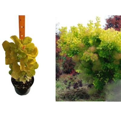 Скумпия кож. Golden Spirit с5 40-60