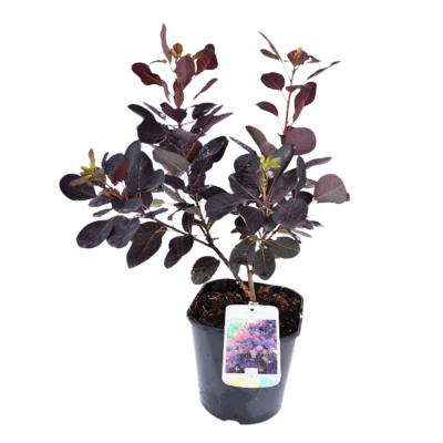 Скумпия кож. Royal Purple c4 40-60