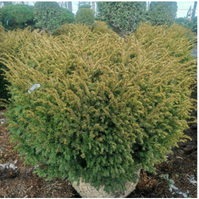 Тисс ягод. Elegantissima 125-150