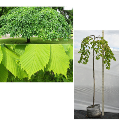 Вяз Кампердоуни (С40/С50 штамб 200-250)