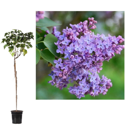 Сирень обыкновенная  многосортовая (С7.5, 2 сорта)