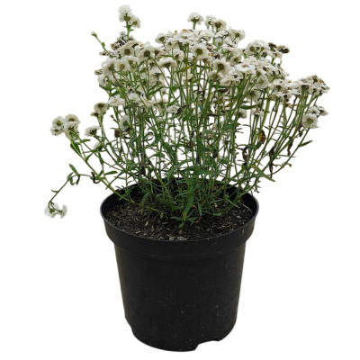 Тысячелистник С1