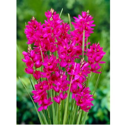 Иксия гибридная Мейбл/К 10шт Иксия гибридная Мейбл/К 10шт