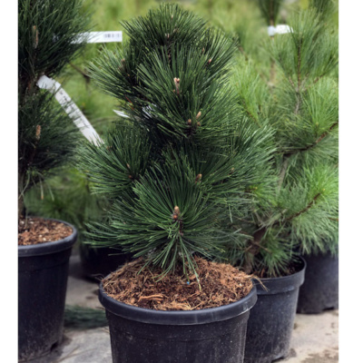 Сосна черная  'Green Tower' 26 30/40 С8