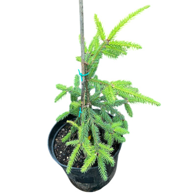 Ель обык. Acrocona с3/5