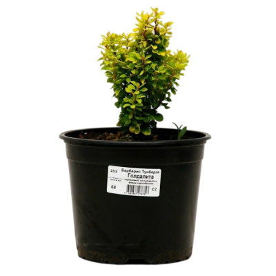 Барбарис Тун. Goldalita с3