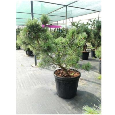 Сосна мелкоцв. Glauca с15 80-100