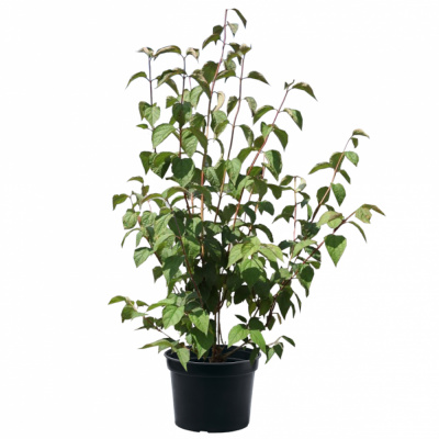 Жасмин садовый (Чубушник) Дам Бланш (С2)