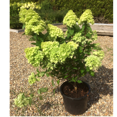 Гортензия метельчатая Мохито (С3)