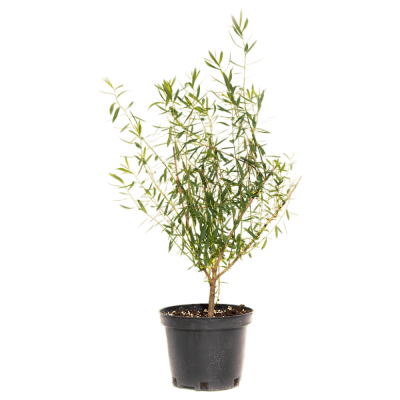 Ива пур. Nana с7,5 40-60