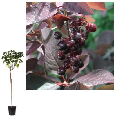 Черемуха виргинская Шуберт  (С15)