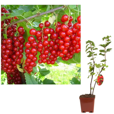 Смородина красн. Ранняя сладкая