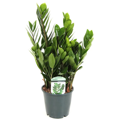 Замиокулькас 19/90 горшечное растение