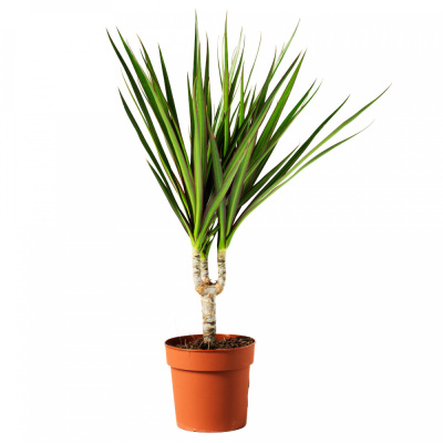 Драцена Маргината 11/40