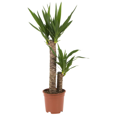 Юкка горшочные растения 17/70